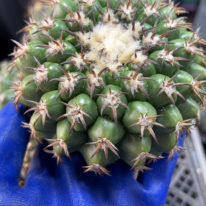 苗接猫爪圆盘玉无根含刺10公分