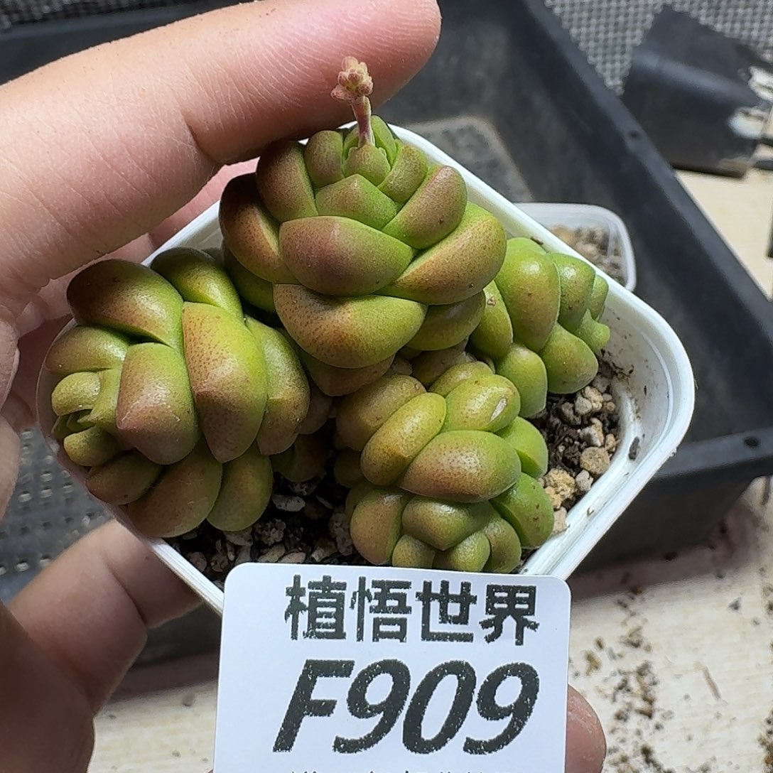 多肉植物的人生gbn