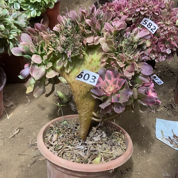 603香妃缀化老板子法师