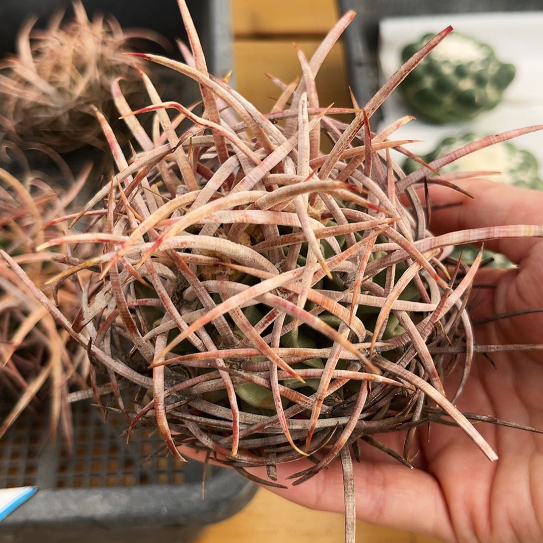 潮流植物狂刺大龙冠，