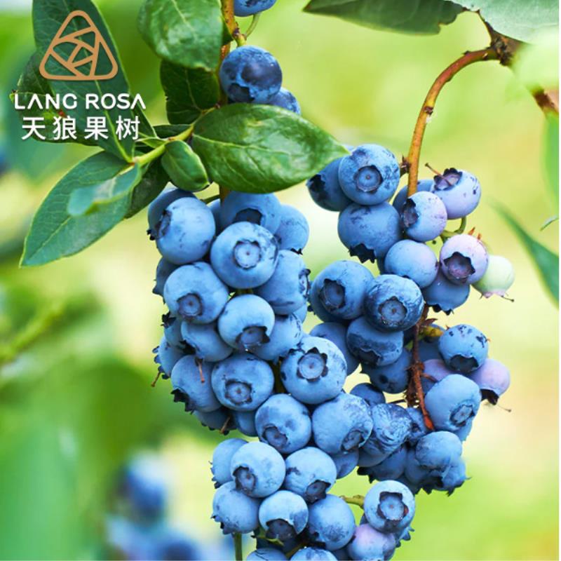天狼果树蓝莓树苗耐寒果树苗早熟纯甜蓝莓苗阳台盆栽庭院种植