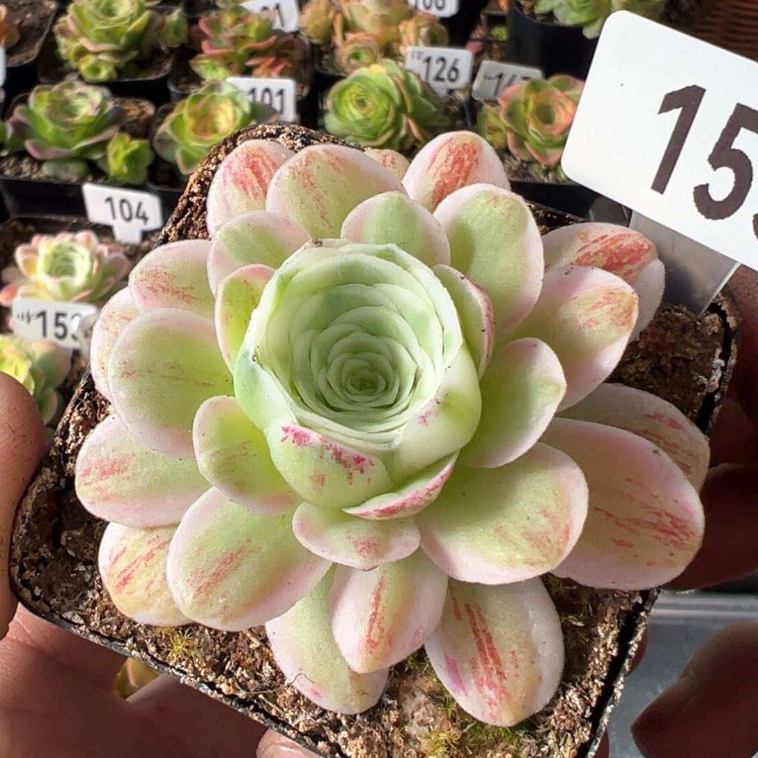 冬雪155山地玫瑰多肉