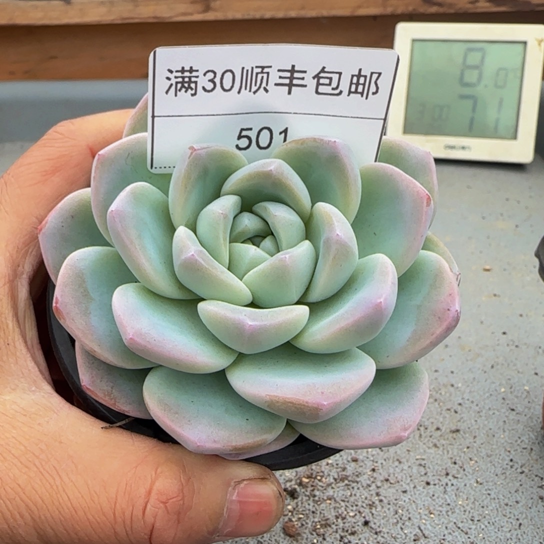 501冰玉多肉单头8cm