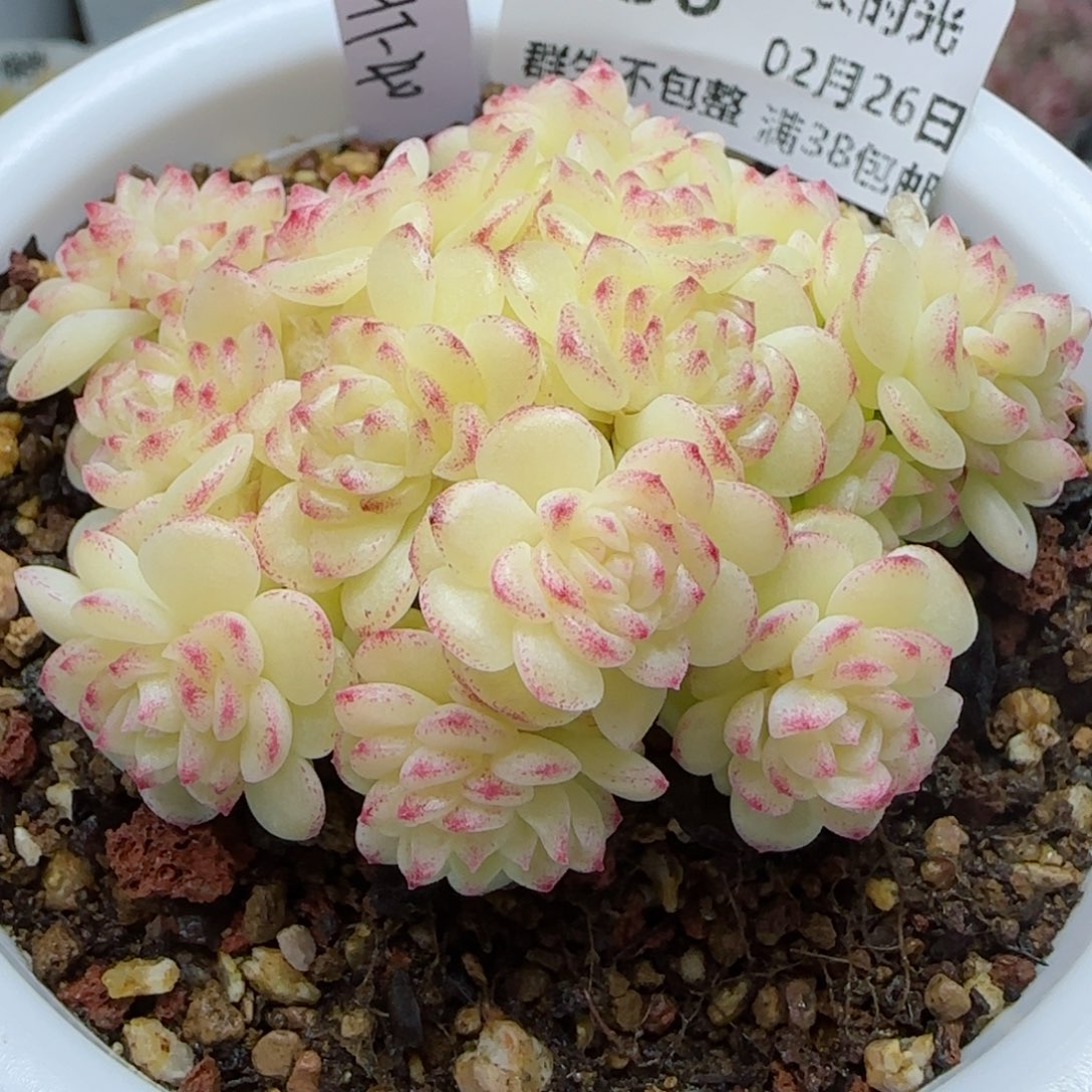 【闪购商品】0226-236（ht-40）