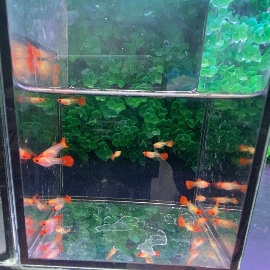 孔雀鱼深海蓝玻璃猫15条苗