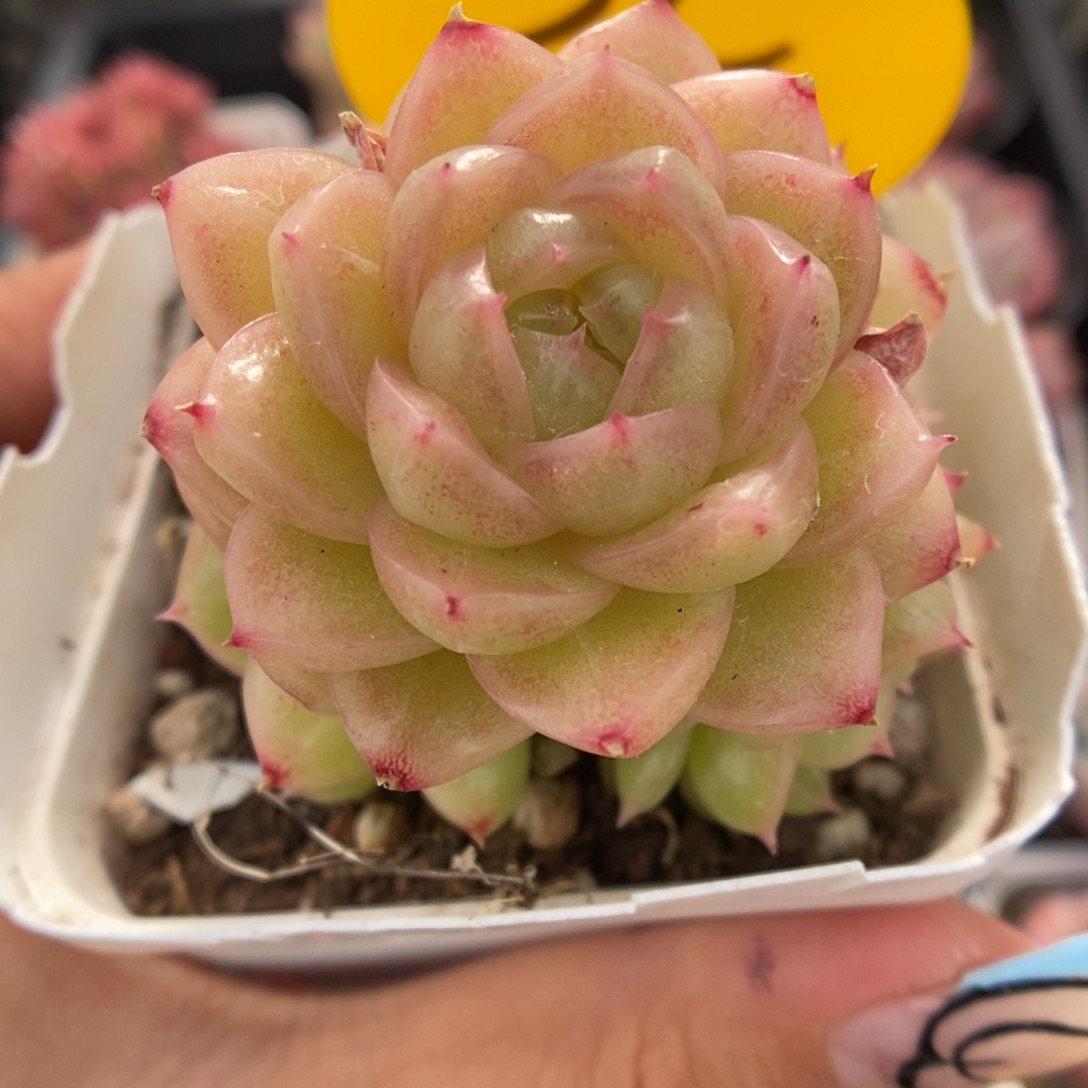 青柠麦秆群生356号。   