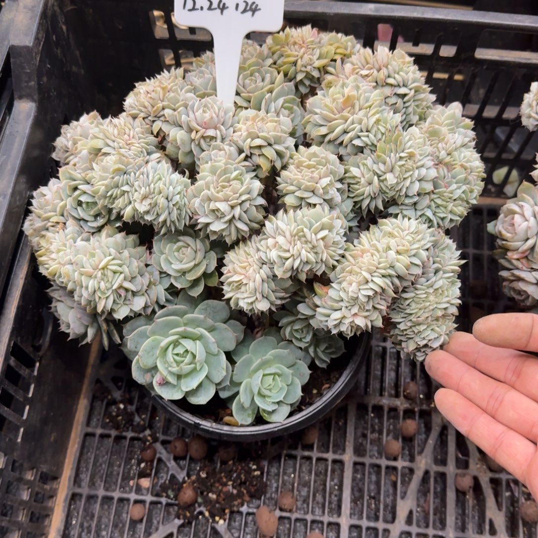 一物一拍雪域蓝巴黎缀化124