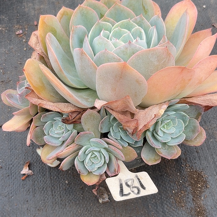 两单包邮，一物一拍187凤杂