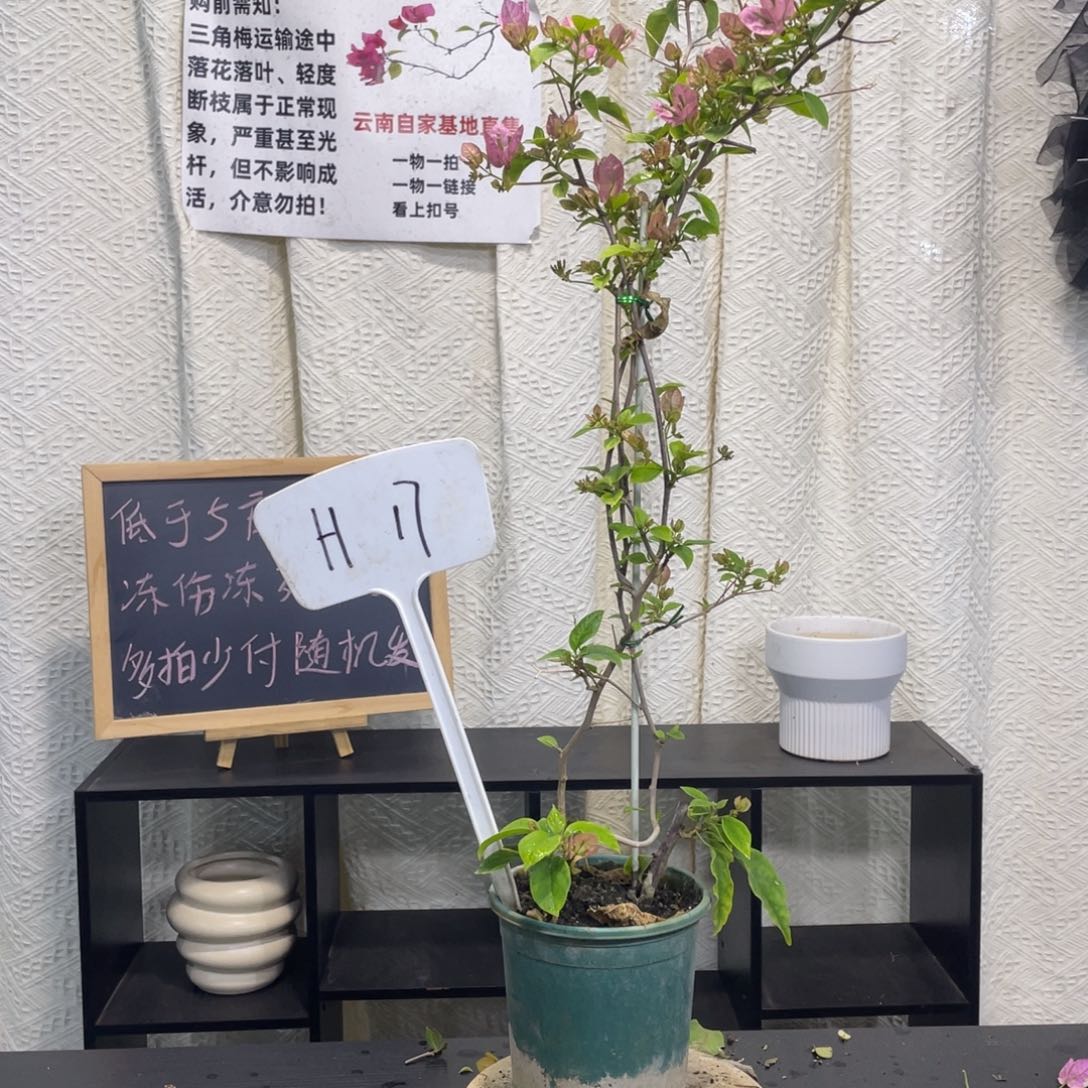 大量花朵（建议范围：8朵-15朵 或40%以上）广红樱H17