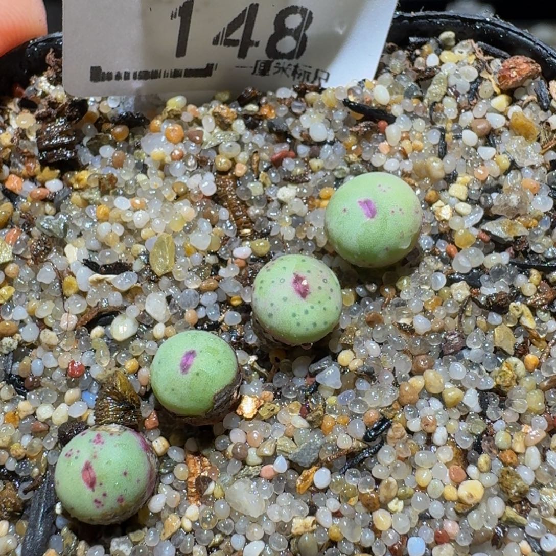 Ssssss精品生石花148