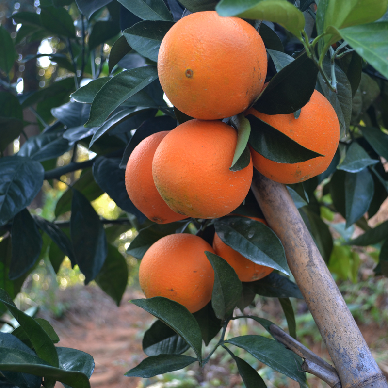 赣南安远脐橙新鲜现摘纽荷尔时令爽口香甜橙果园采摘产地直发包邮