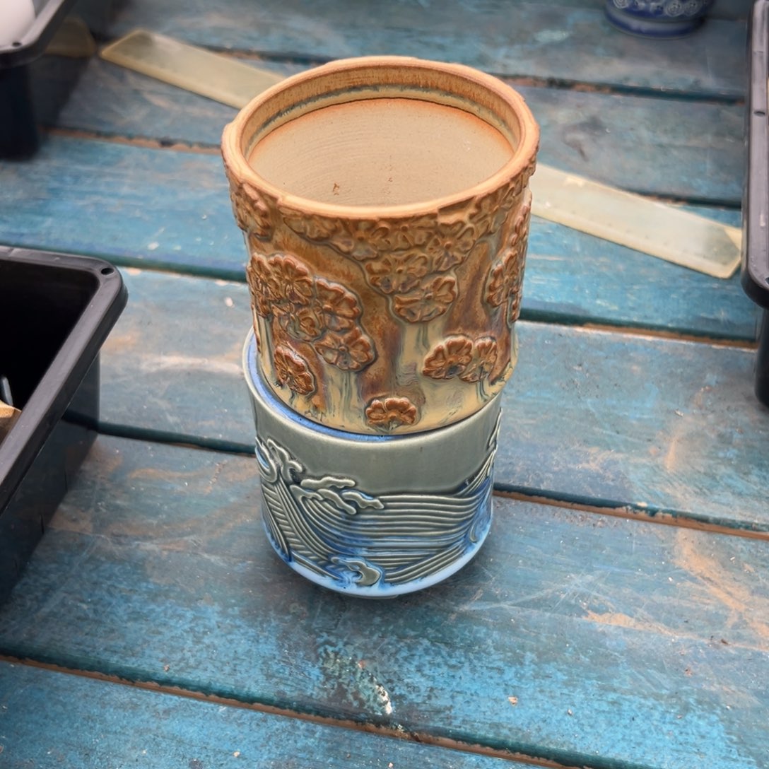 多肉精选编号0116.58