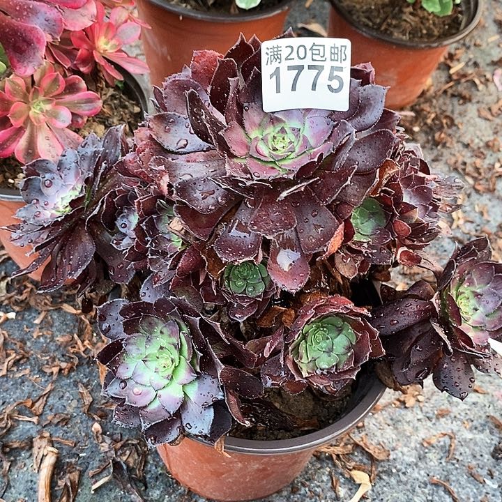 1775 一颗红玫瑰法师多肉