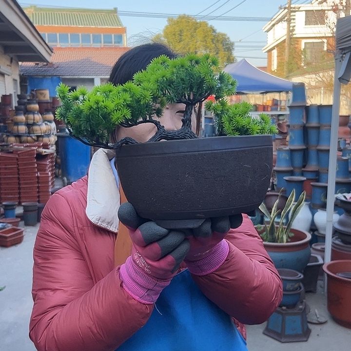 绿萝拉毛小花盆花盆花盆