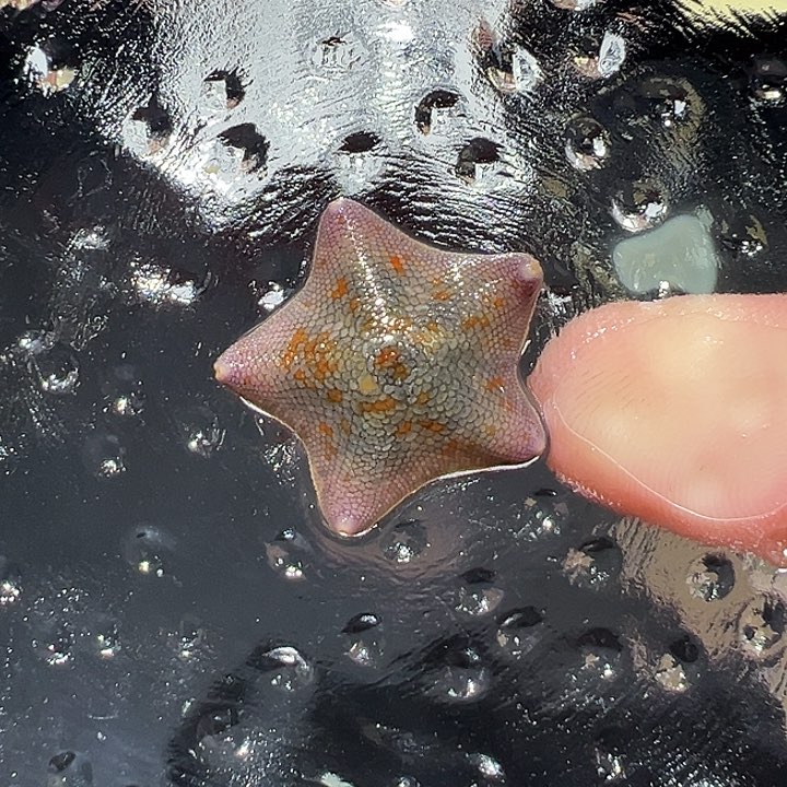 海星48号一指小鼻嘎端午特惠活动