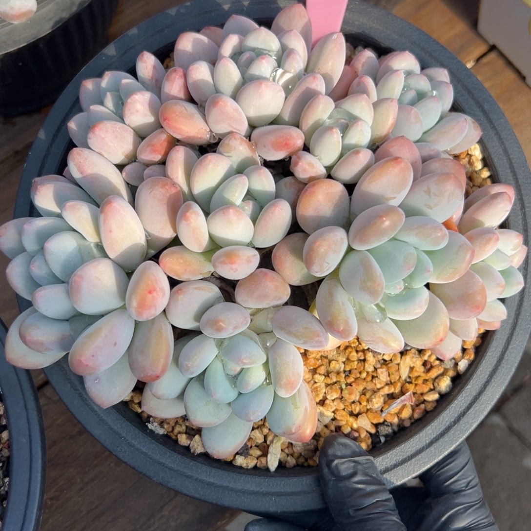 香水1111111111111111