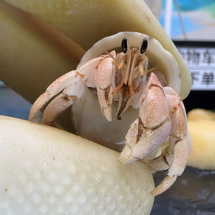 A61灰白1.5cm口径