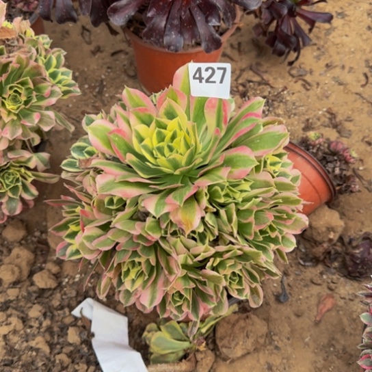 雨花石5号棚427多肉植物