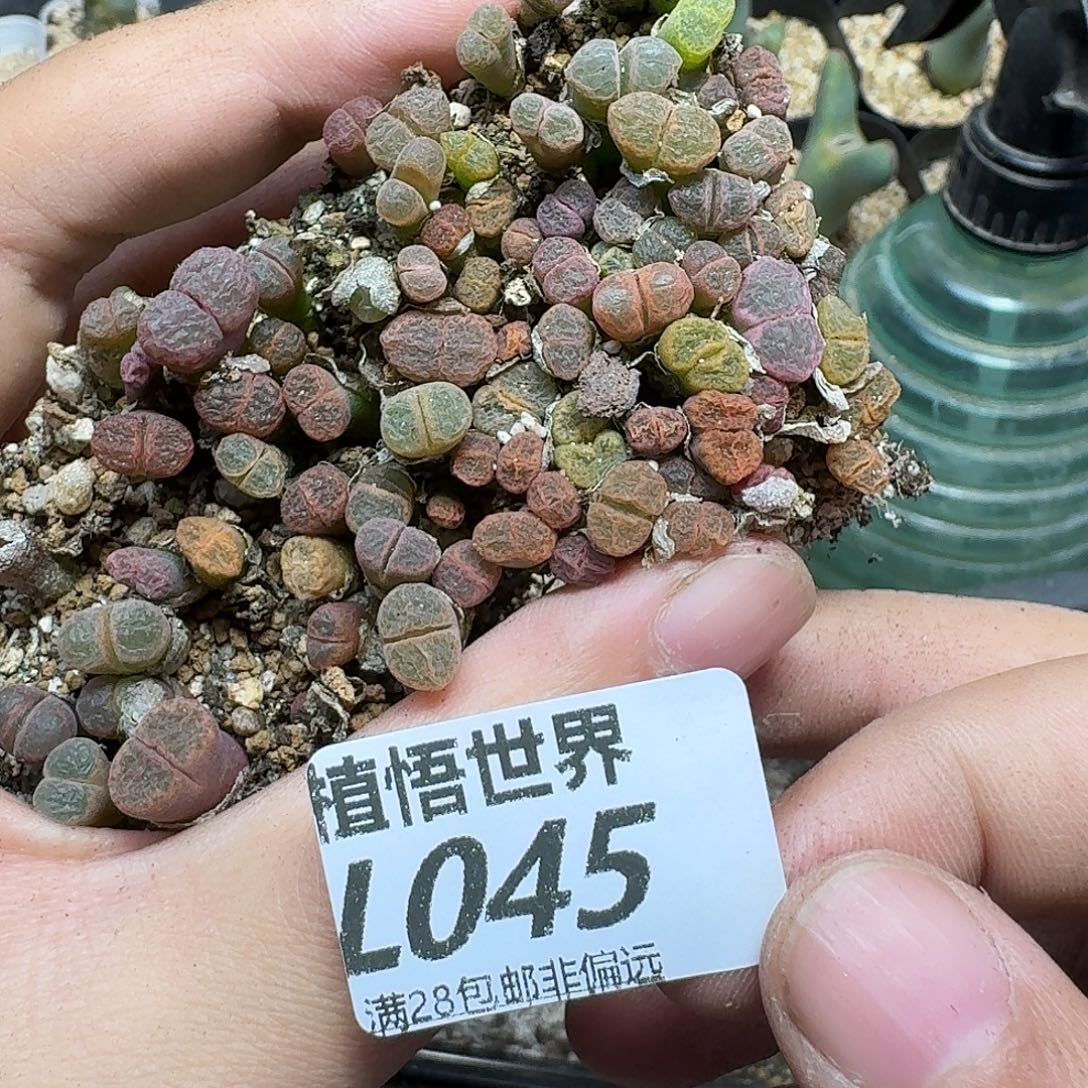 多肉植物的润泽fgh