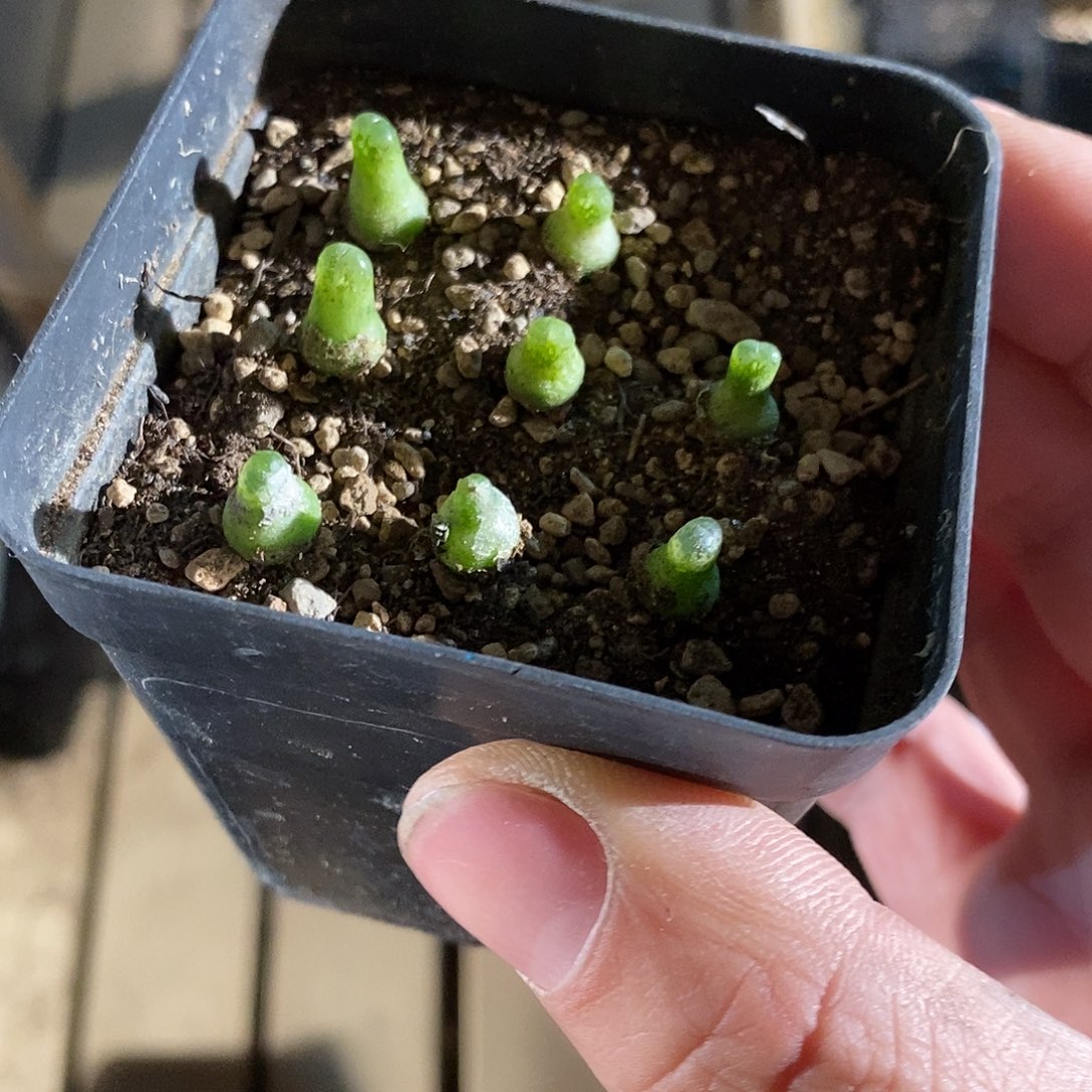 27375。 一颗小葫芦。 