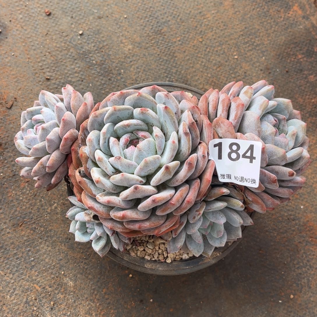 184号新疆西藏内蒙古不包邮的