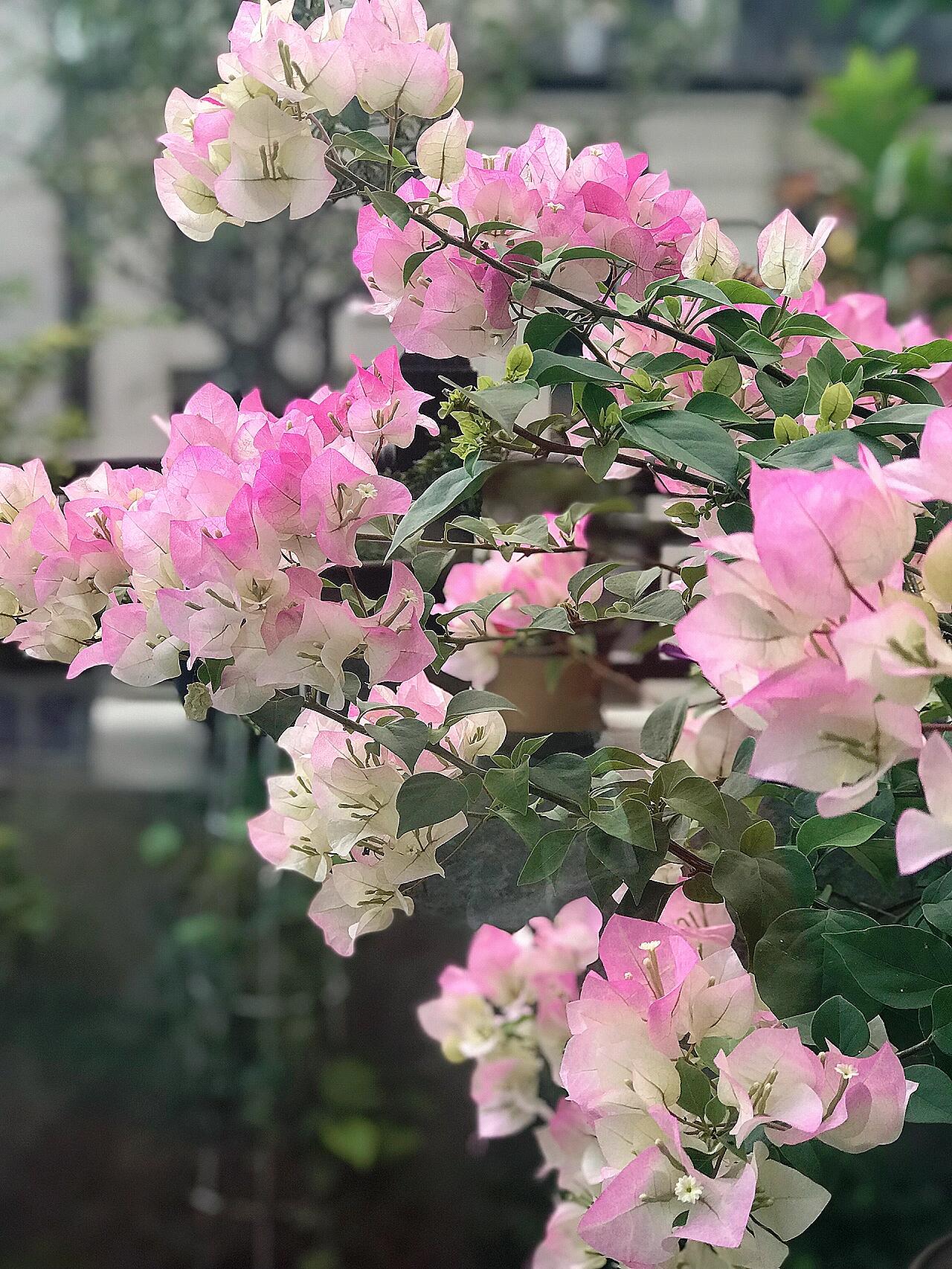 【寄养专用链接】三角梅造型盆景桩叶子花花卉基地直播对应价格拍