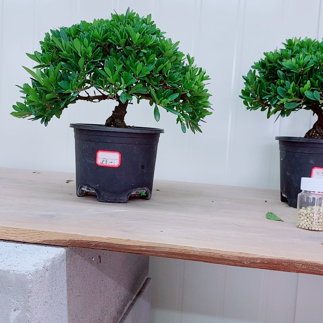 全部花苞一**承栀子花