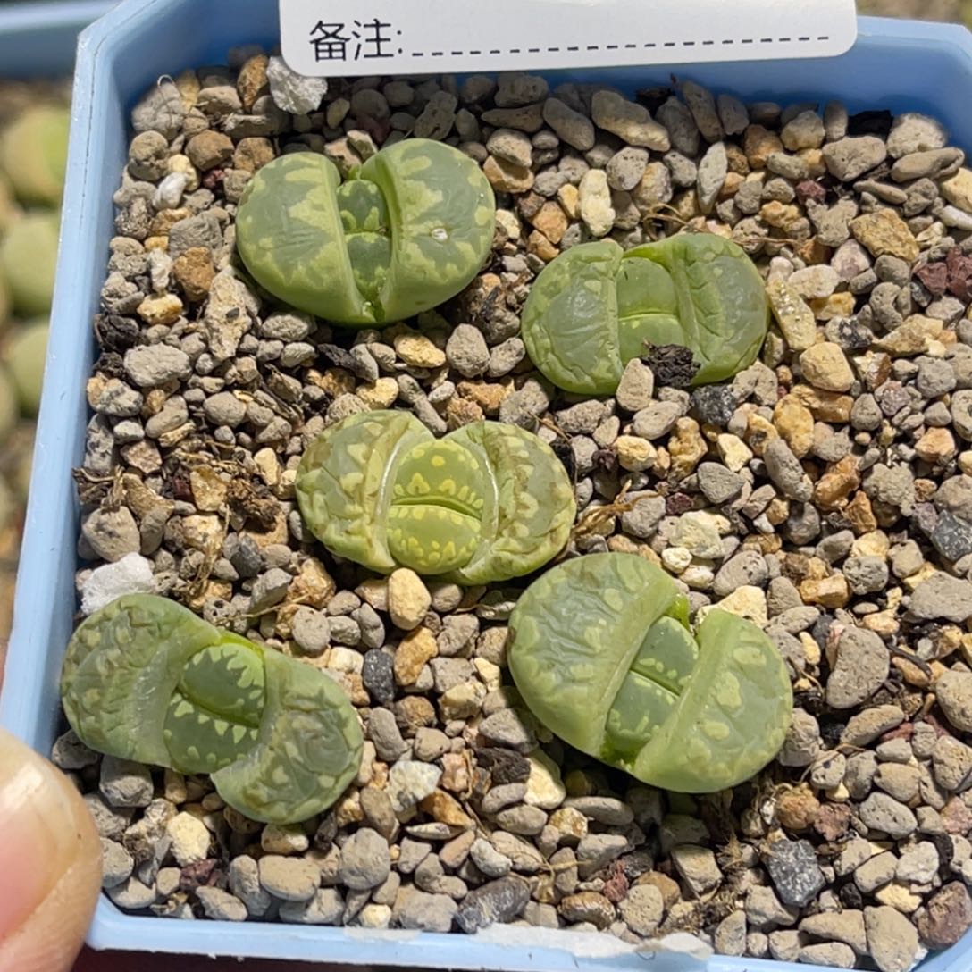 7877大牙5颗尺寸1.6