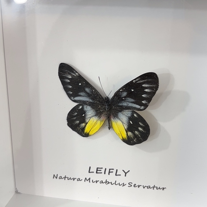 方框白底报喜斑粉蝶