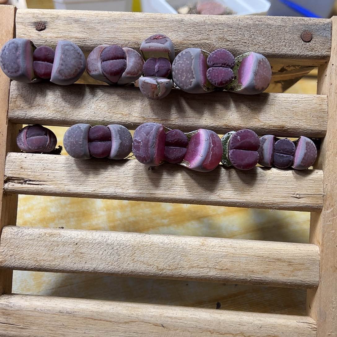 紫饼干一手…………………………