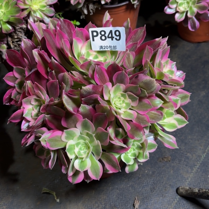 瑞妈，，。。。。849夜罗刹，