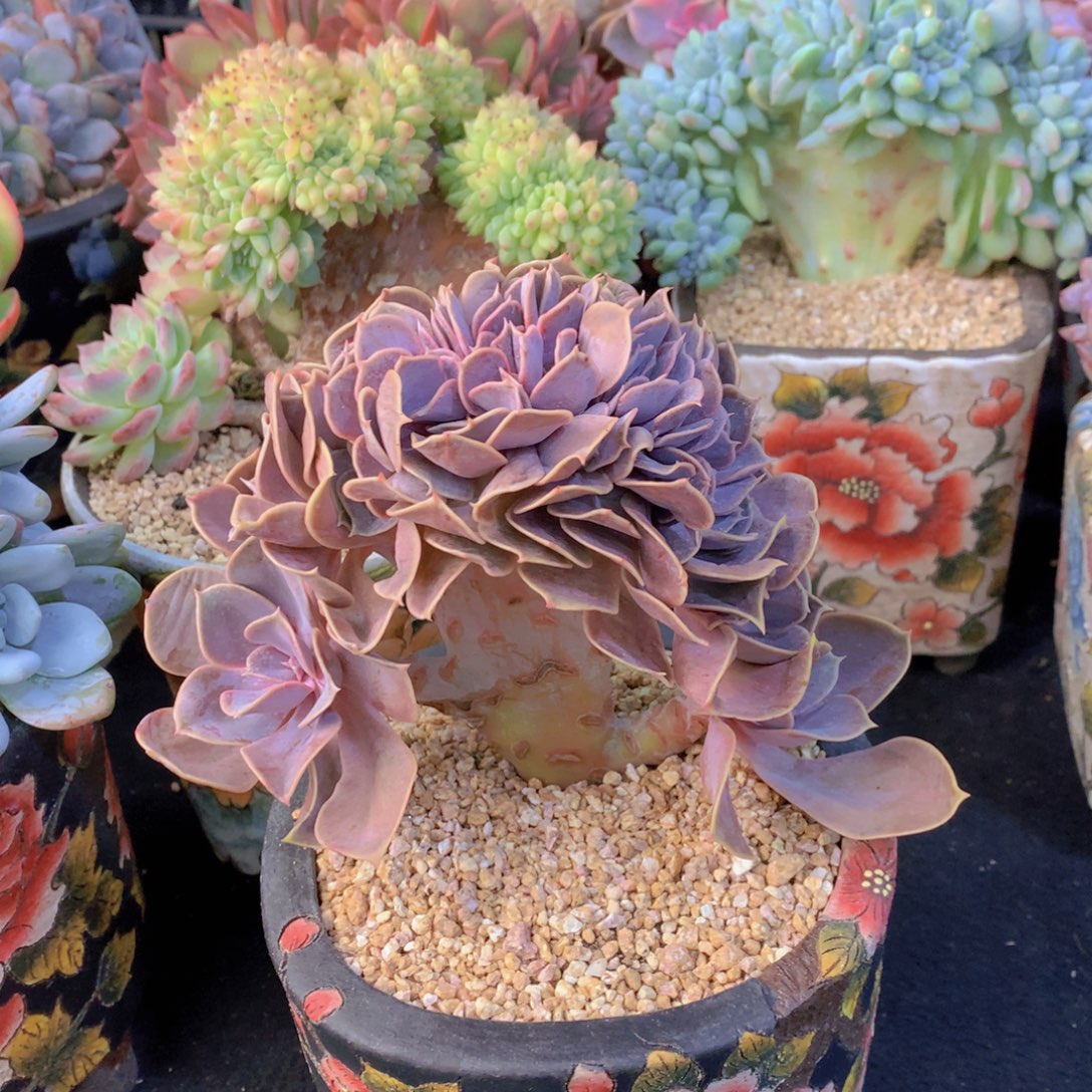 精品多肉植物花卉盆栽