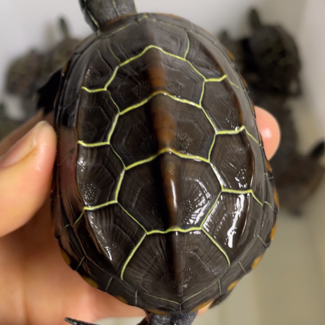 苏北金线冷水草龟