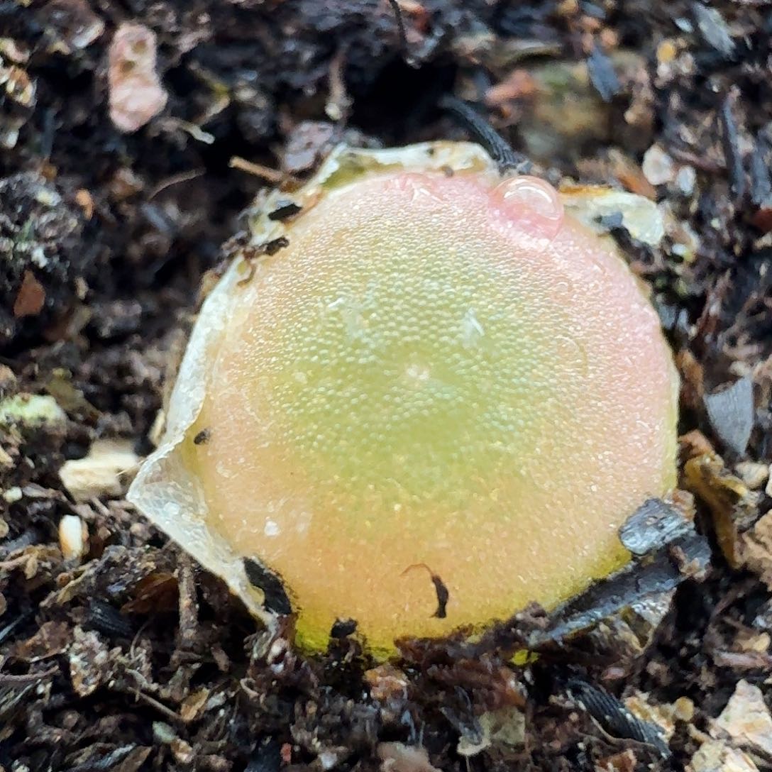 老马生石花哈默2575