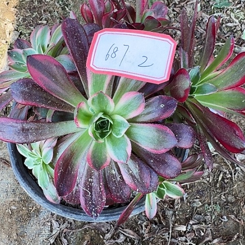 多肉植物安娜687号