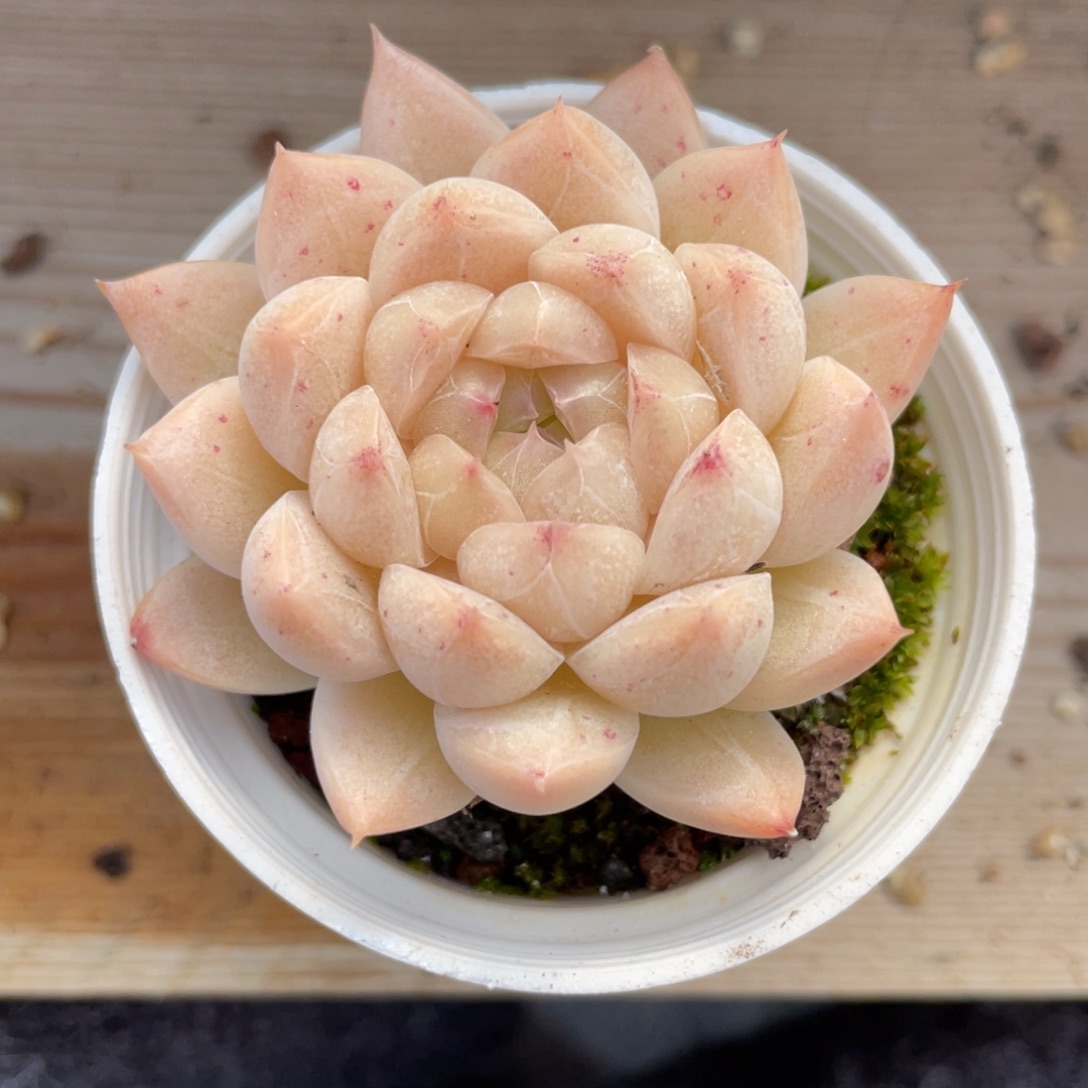 Z优选麦杆多肉福利2639