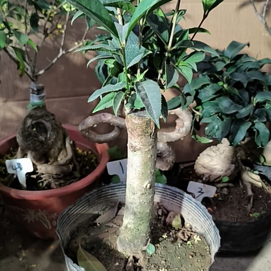 十***桂完全开放四季桂花红佛