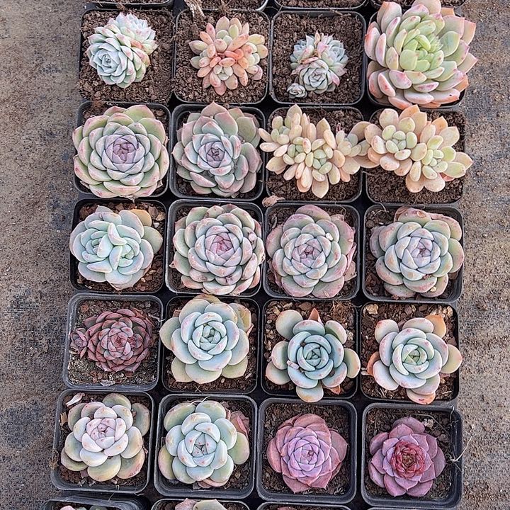 直播福利一物一拍526