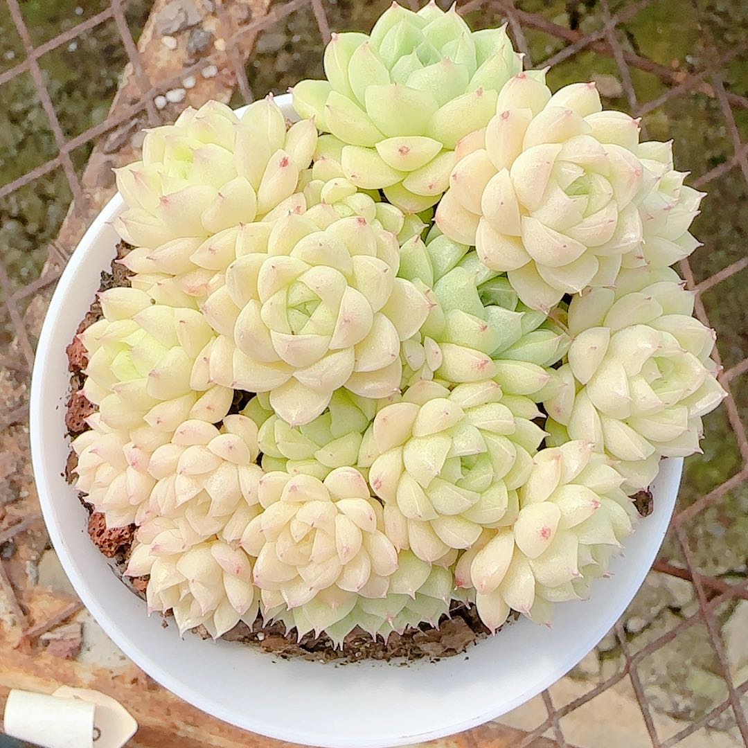 蔚***岚0102-74（m1-149-1）优选