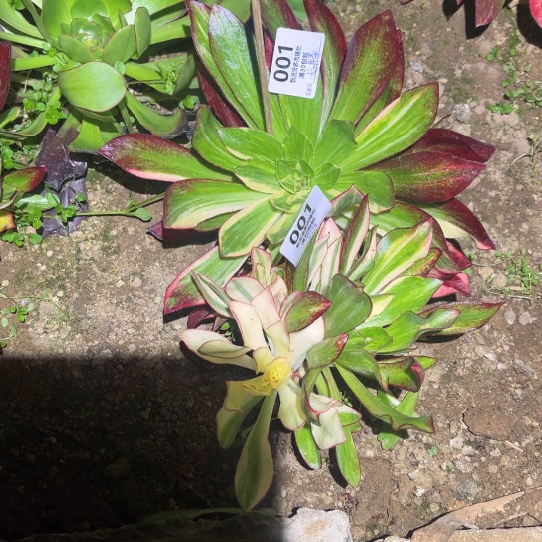 006冰七彩群砍头