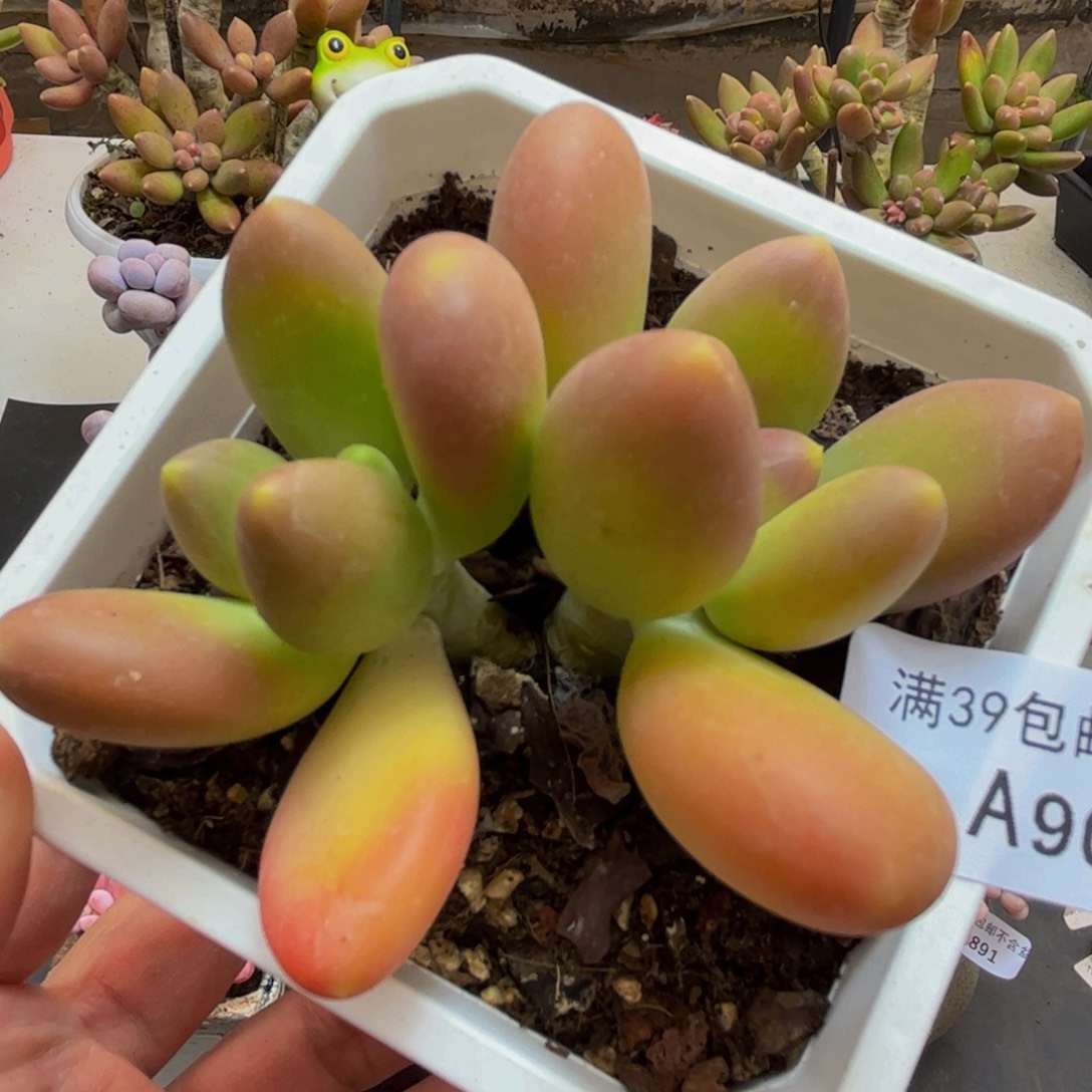 900/7cm芒果奶苗多肉植物