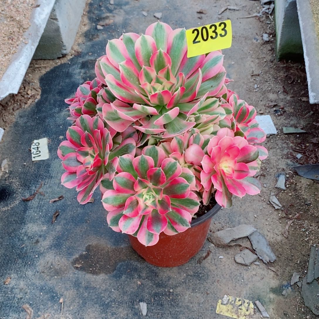 兵***莲粉女巫多肉法师2033