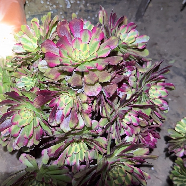 精品舞天姬巨无霸亏本福利