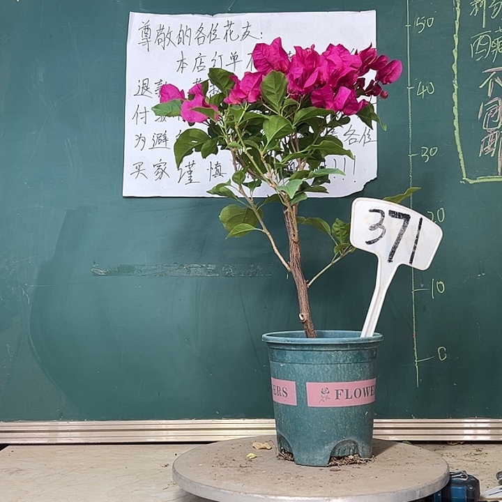 当前无花栽培后可以开花玫瑰红371