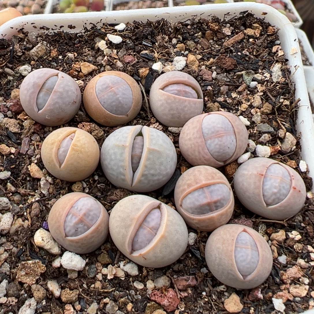 1.13好看的多肉749