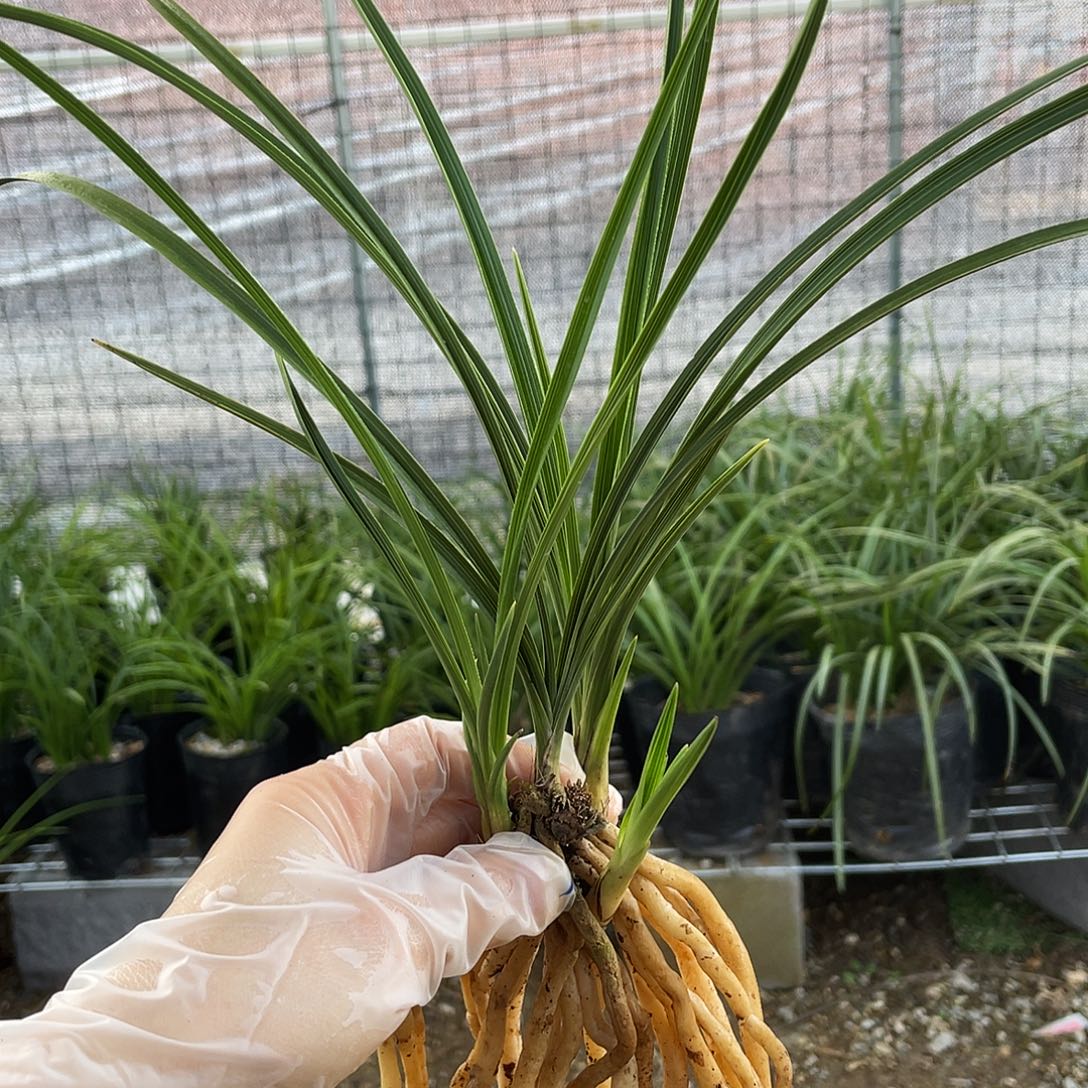 夏***林完全开放兰花兰花