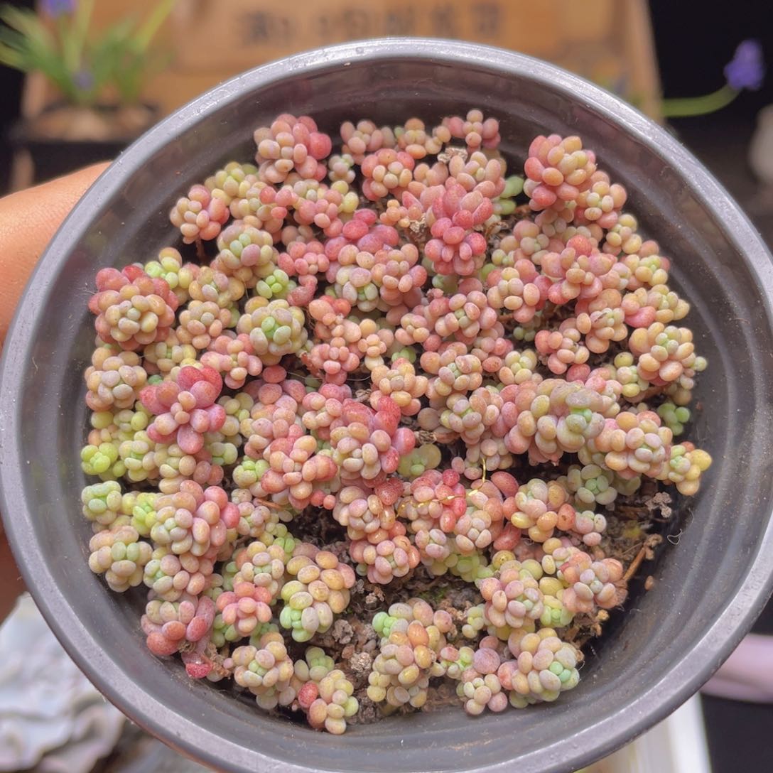 大姬星美人多肉9.9包邮发货