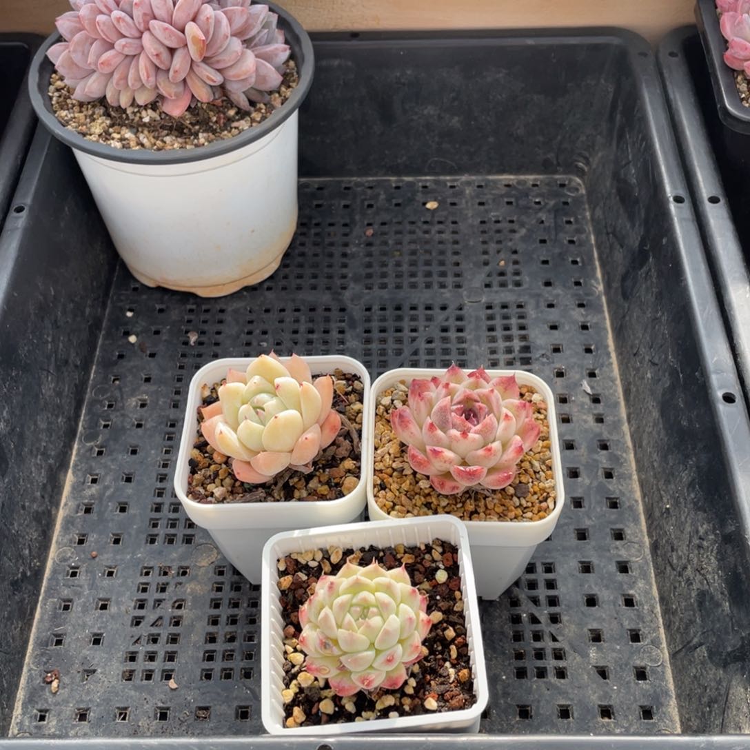 几*三颗单头的花啦啦啦啦啦