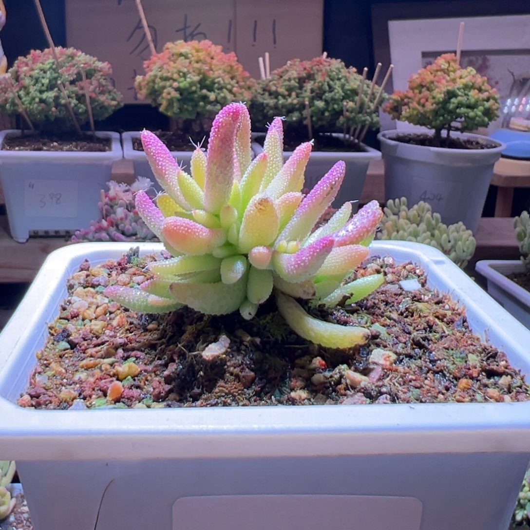 377玉米锦一物一拍包开箱