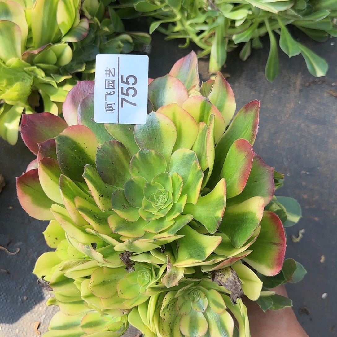 755多肉 邵羞七彩法师